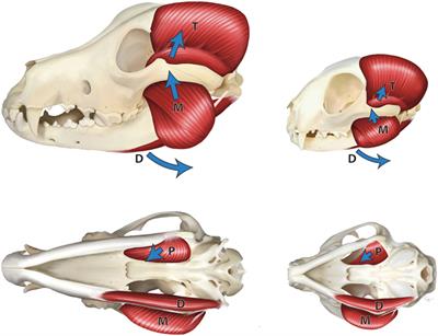 Bite Forces and Their Measurement in Dogs and Cats